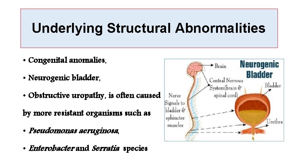 Underlying Structural Abnormalities • Congenital anomalies, • Neurogenic bladder, • Obstructive uropathy, is often