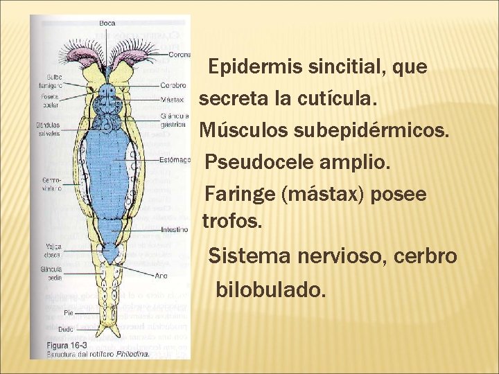  Pueden ser Ci Epidermis sincitial, que secreta la cutícula. Músculos subepidérmicos. Pseudocele amplio.