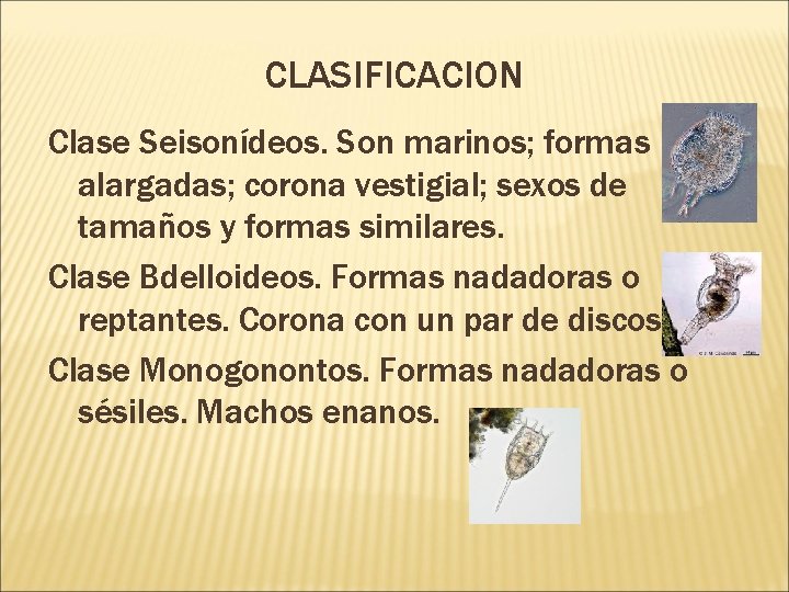 CLASIFICACION Clase Seisonídeos. Son marinos; formas alargadas; corona vestigial; sexos de tamaños y formas