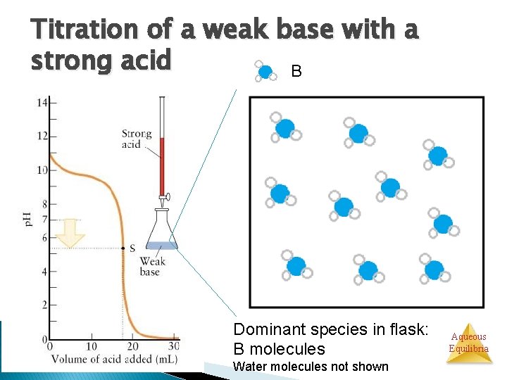 Titration of a weak base with a strong acid B Dominant species in flask: