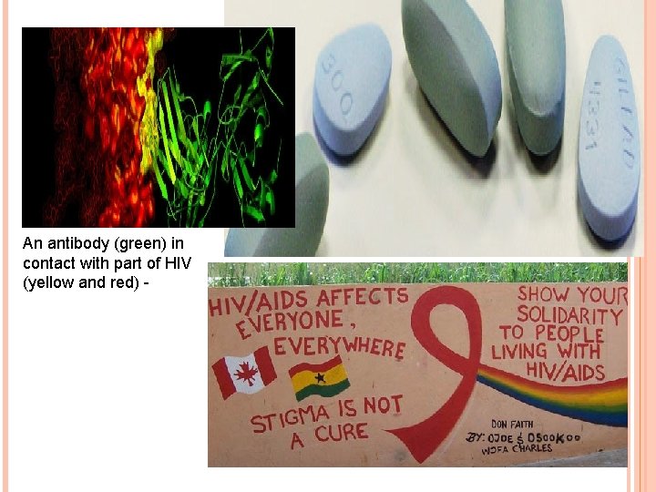An antibody (green) in contact with part of HIV (yellow and red) - 