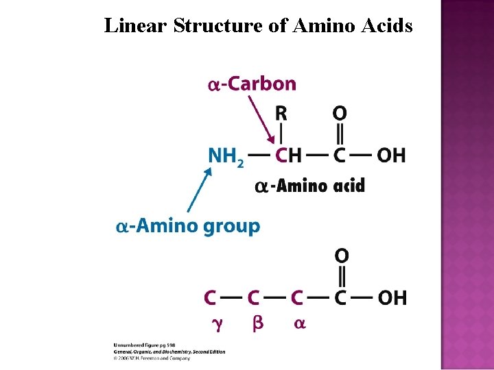 Linear Structure of Amino Acids 