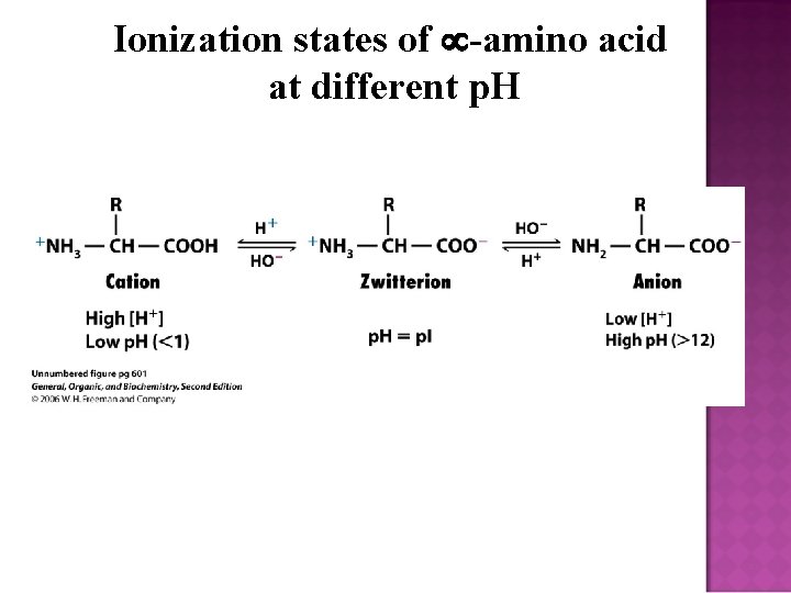Ionization states of -amino acid at different p. H 