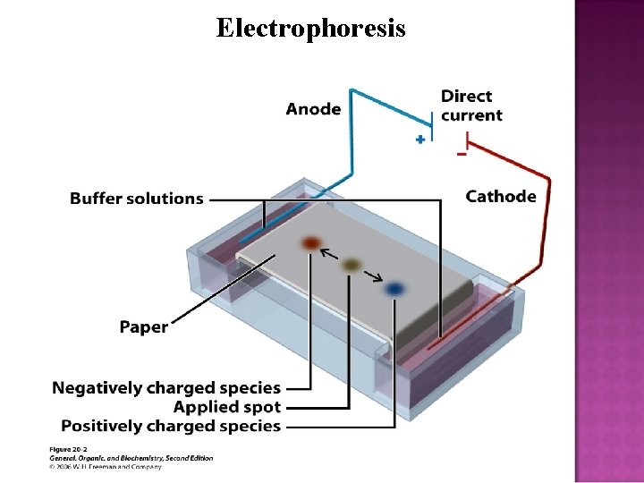Electrophoresis 
