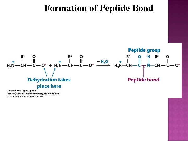 Formation of Peptide Bond 