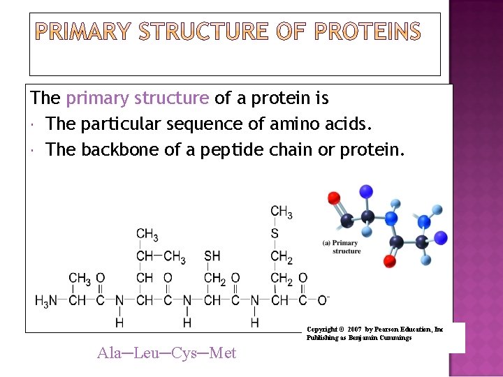 The primary structure of a protein is The particular sequence of amino acids. The