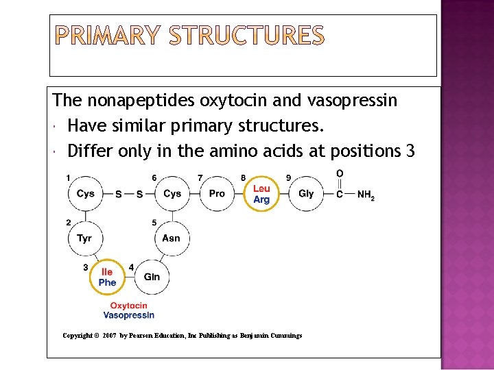 The nonapeptides oxytocin and vasopressin Have similar primary structures. Differ only in the amino