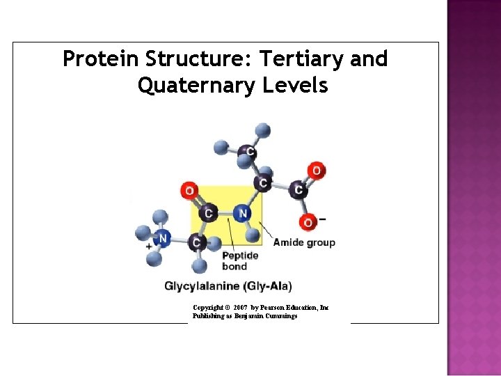 Protein Structure: Tertiary and Quaternary Levels Copyright © 2007 by Pearson Education, Inc Publishing