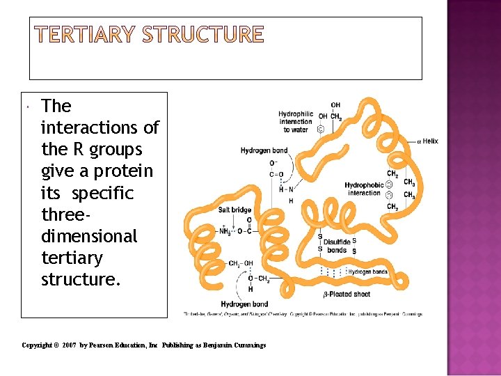  The interactions of the R groups give a protein its specific threedimensional tertiary