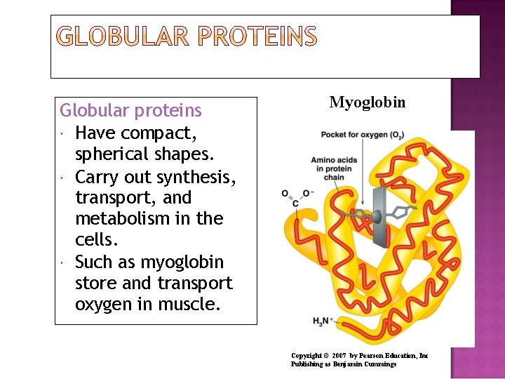 Globular proteins Have compact, spherical shapes. Carry out synthesis, transport, and metabolism in the