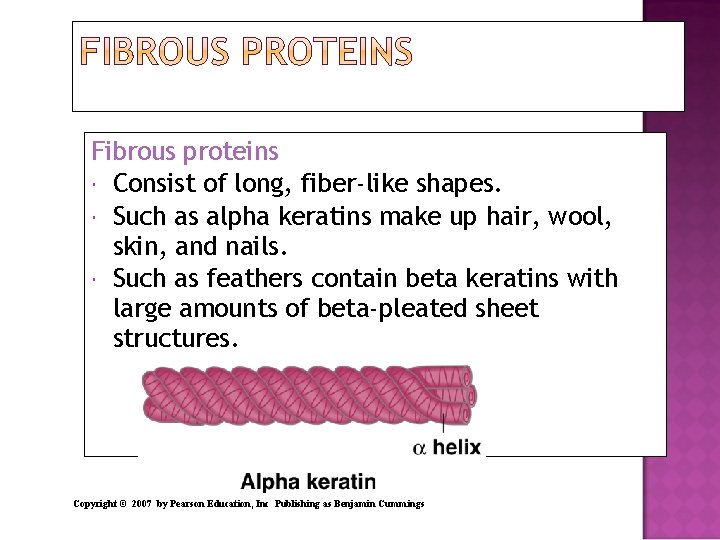 Fibrous proteins Consist of long, fiber-like shapes. Such as alpha keratins make up hair,