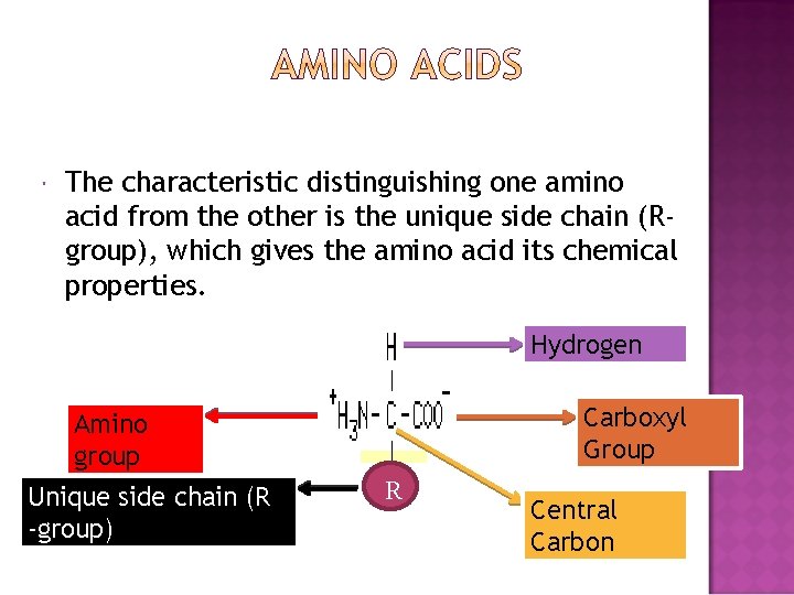  The characteristic distinguishing one amino acid from the other is the unique side