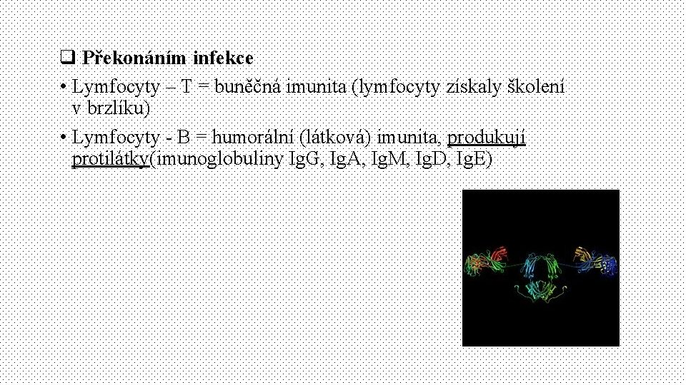 q Překonáním infekce • Lymfocyty – T = buněčná imunita (lymfocyty získaly školení v