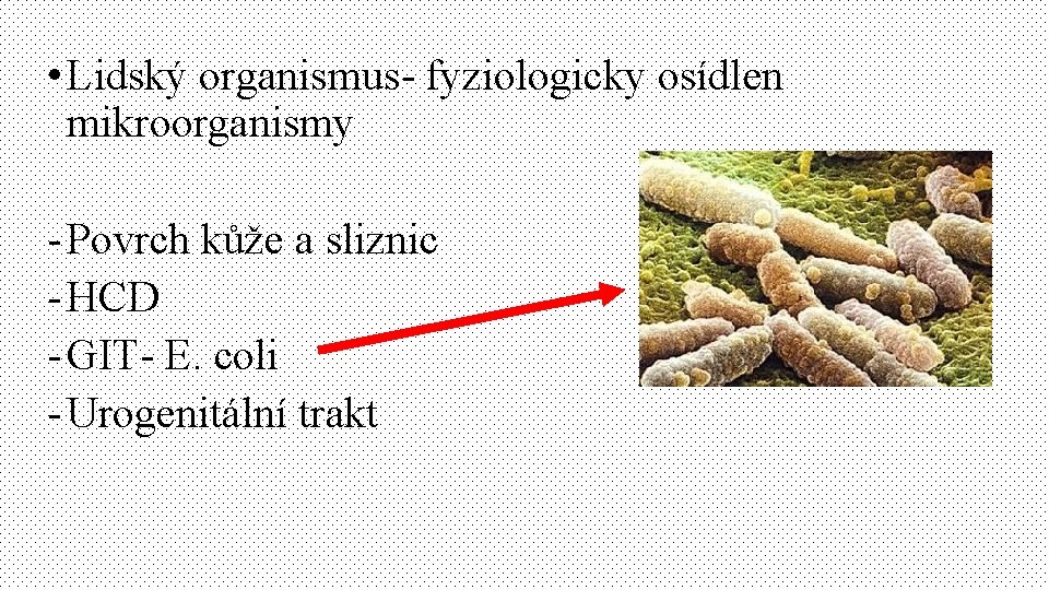  • Lidský organismus- fyziologicky osídlen mikroorganismy - Povrch kůže a sliznic - HCD