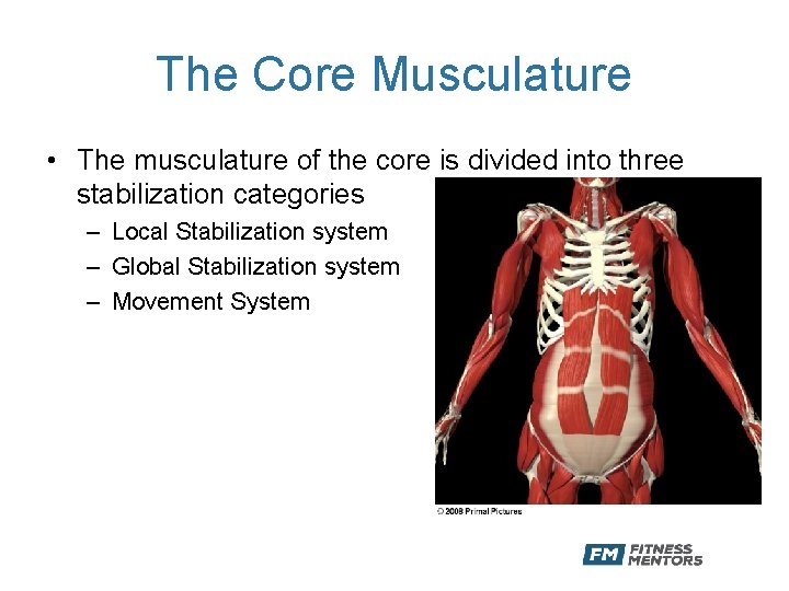 The Core Musculature • The musculature of the core is divided into three stabilization