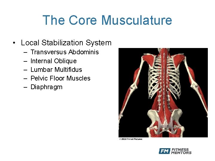 The Core Musculature • Local Stabilization System – – – Transversus Abdominis Internal Oblique
