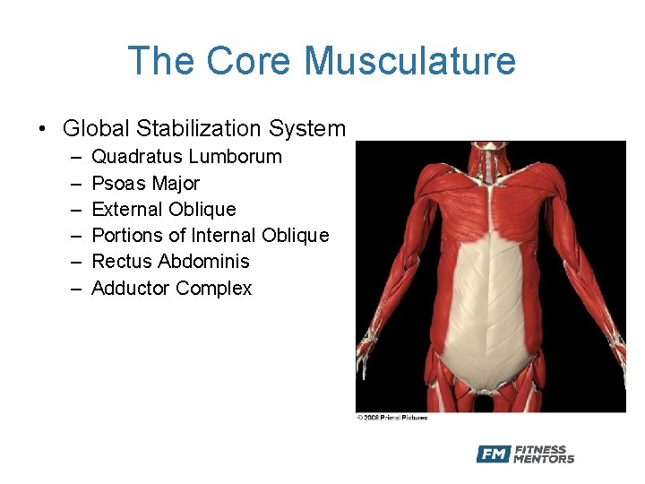 The Core Musculature • Global Stabilization System – – – Quadratus Lumborum Psoas Major