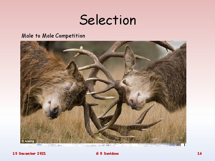 Selection Male to Male Competition 15 December 2021 G R Davidson 16 