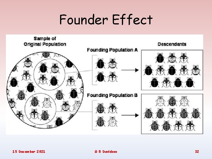 Founder Effect 15 December 2021 G R Davidson 32 