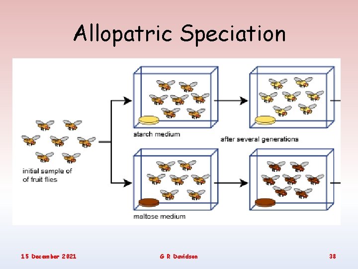 Allopatric Speciation 15 December 2021 G R Davidson 38 