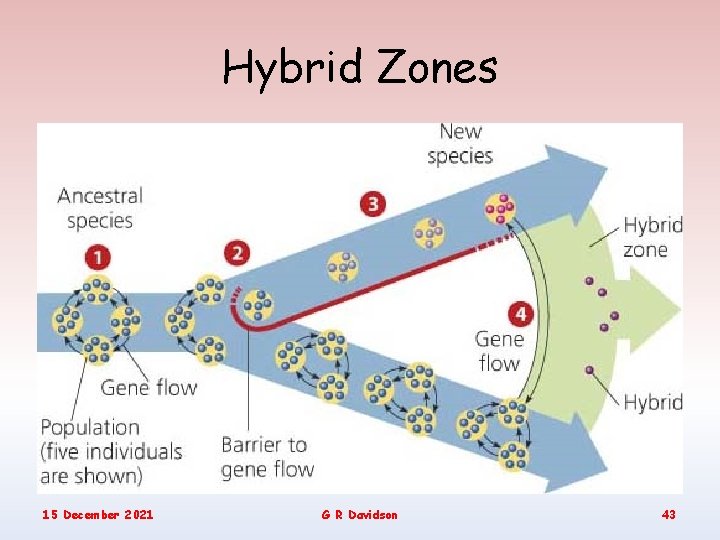 Hybrid Zones 15 December 2021 G R Davidson 43 
