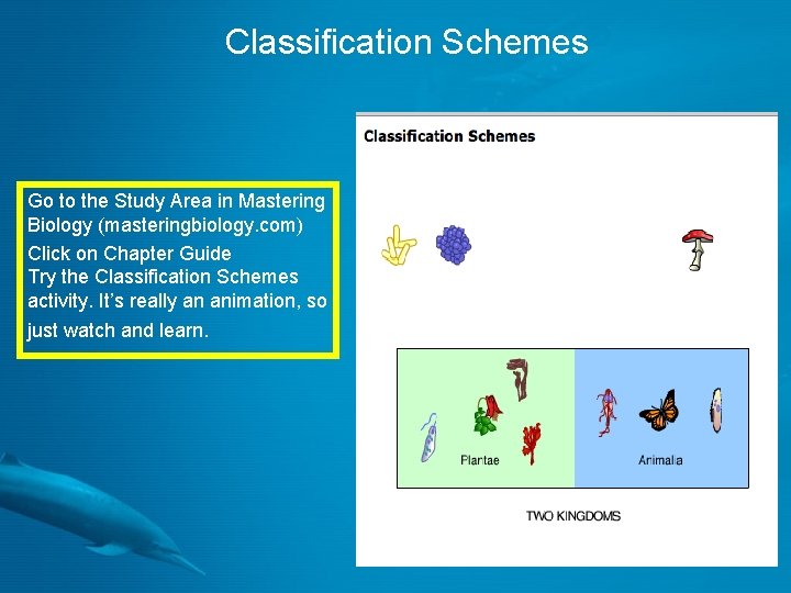 Classification Schemes Go to the Study Area in Mastering Biology (masteringbiology. com) Click on