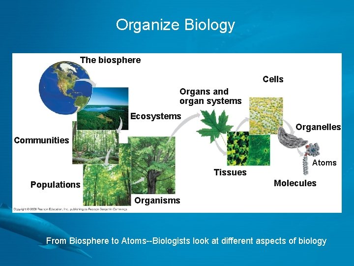 Organize Biology The biosphere Cells Organs and organ systems Ecosystems Organelles Communities Atoms Tissues