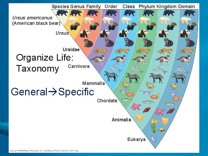 Species Genus Family Order Class Phylum Kingdom Domain Ursus americanus (American black bear) Ursus