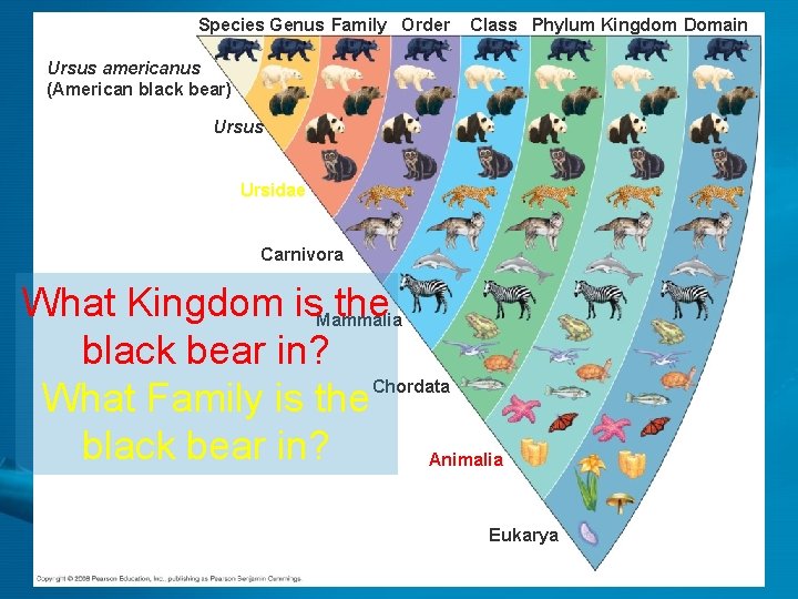 Species Genus Family Order Class Phylum Kingdom Domain Ursus americanus (American black bear) Ursus