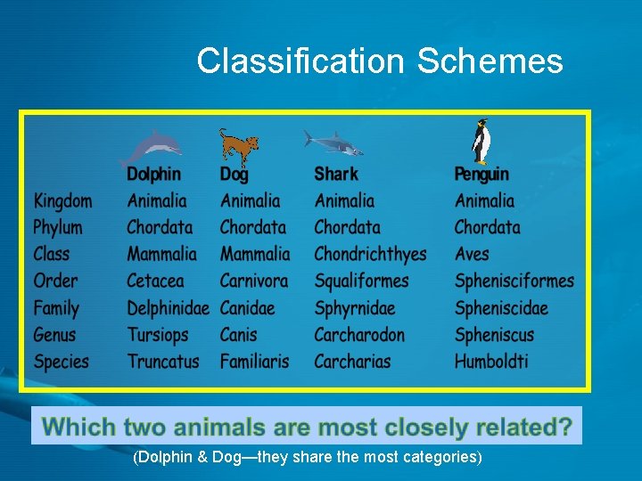 Classification Schemes (Dolphin & Dog—they share the most categories) 