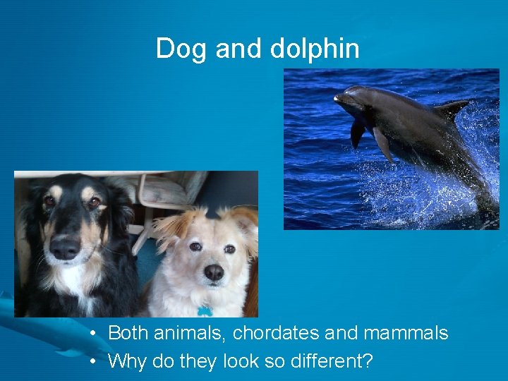 Dog and dolphin • Both animals, chordates and mammals • Why do they look