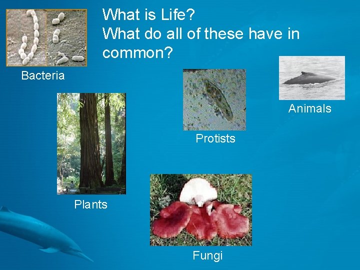 What is Life? What do all of these have in common? Bacteria Animals Protists