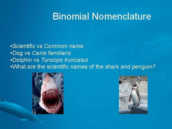 Binomial Nomenclature • Scientific vs Common name • Dog vs Canis familiaris • Dolphin
