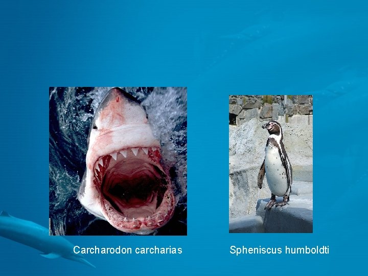 Scientific names Carcharodon carcharias Spheniscus humboldti 