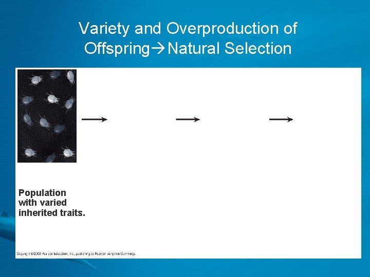 Variety and Overproduction of Offspring Natural Selection Population with varied inherited traits. 