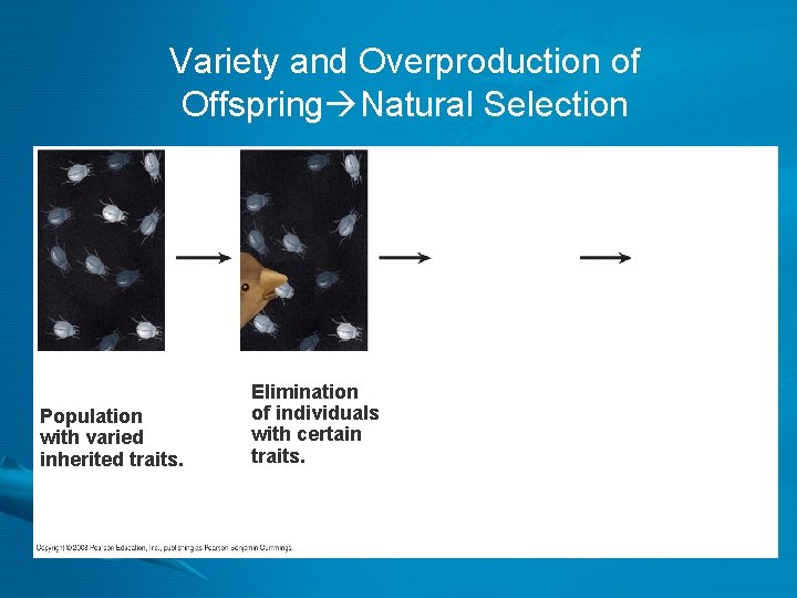 Variety and Overproduction of Offspring Natural Selection Population with varied inherited traits. Elimination of