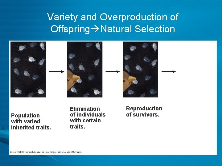 Variety and Overproduction of Offspring Natural Selection Population with varied inherited traits. Elimination of