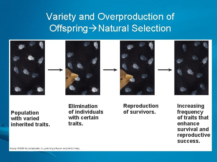 Variety and Overproduction of Offspring Natural Selection Population with varied inherited traits. Elimination of