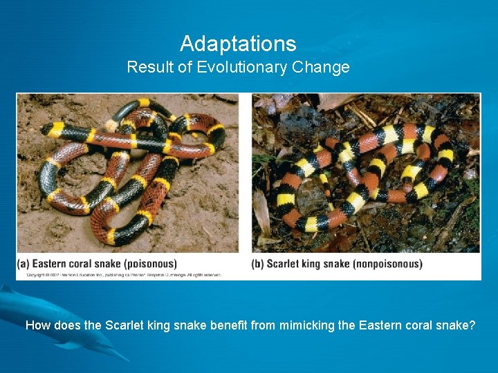 Adaptations Result of Evolutionary Change How does the Scarlet king snake benefit from mimicking