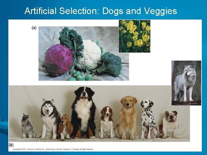 Artificial Selection: Dogs and Veggies 