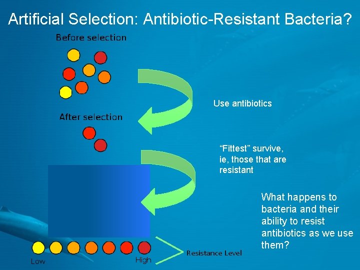 Artificial Selection: Antibiotic-Resistant Bacteria? Use antibiotics “Fittest” survive, ie, those that are resistant Resistance
