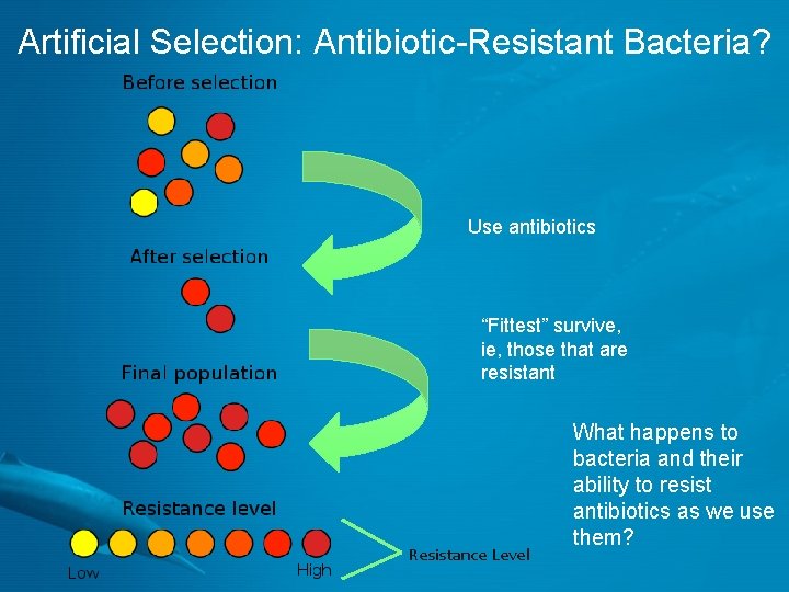 Artificial Selection: Antibiotic-Resistant Bacteria? Use antibiotics “Fittest” survive, ie, those that are resistant Resistance