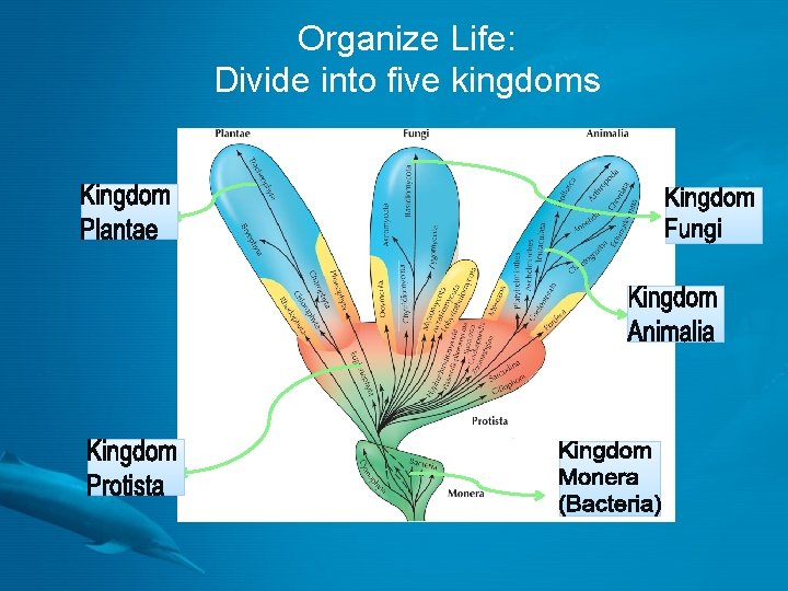 Organize Life: Divide into five kingdoms 