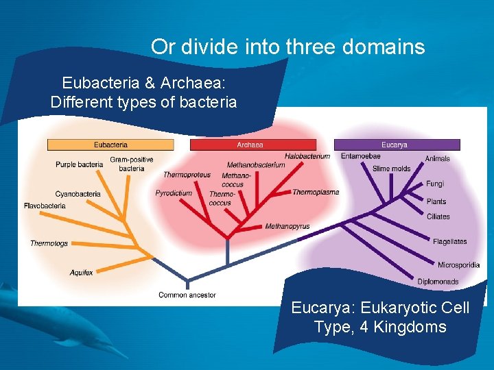 Or divide into three domains Eubacteria & Archaea: Different types of bacteria Eucarya: Eukaryotic