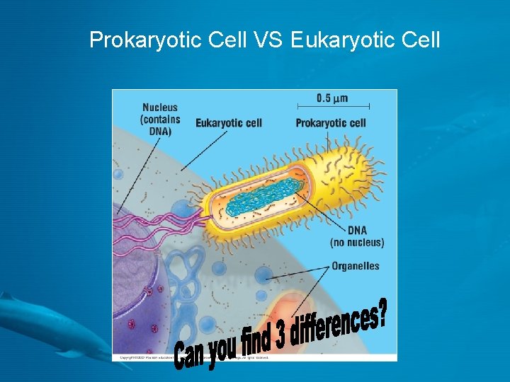 Prokaryotic Cell VS Eukaryotic Cell 