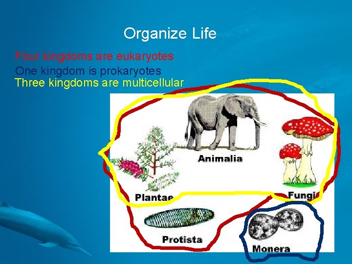 Organize Life Four kingdoms are eukaryotes One kingdom is prokaryotes Three kingdoms are multicellular