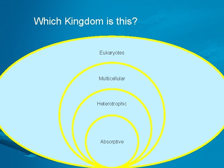 Which Kingdom is this? Eukaryotes Multicellular Heterotrophic Absorptive 