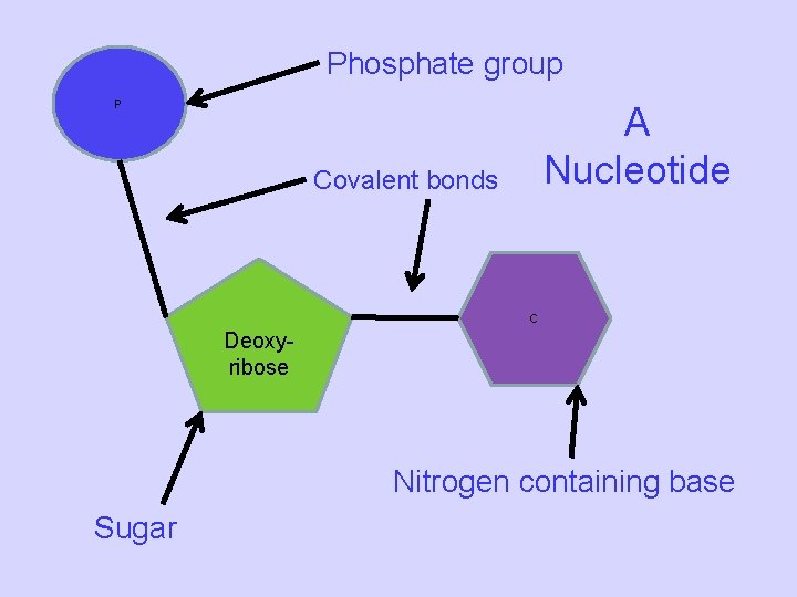 Phosphate group P A Nucleotide Covalent bonds C Deoxyribose Nitrogen containing base Sugar 
