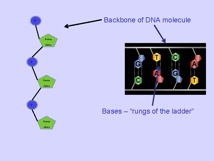 Backbone of DNA molecule P Deoxy ribose P Bases – “rungs of the ladder”