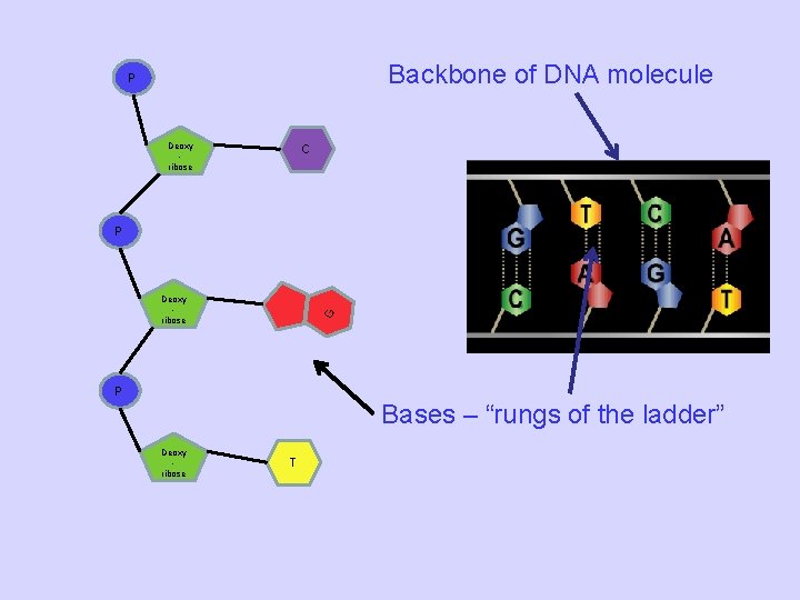 Backbone of DNA molecule P Deoxy ribose C P G Deoxy ribose P Bases